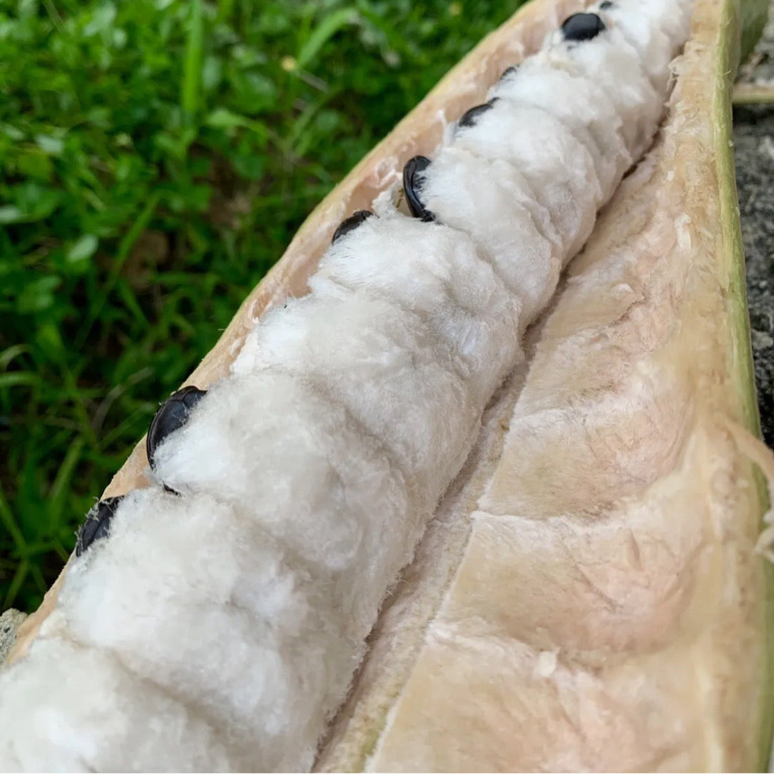 How to Grow Guamá (Inga spectabilis): Complete Guide from Seed to Fruit