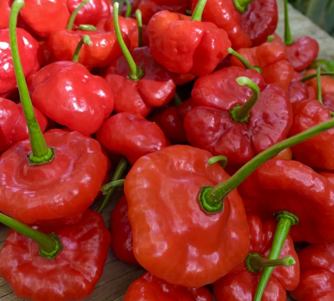 🌶 How to Grow Puerto Rican Sweet Ají Dulce (Capsicum chinense) + Sofrito Recipe