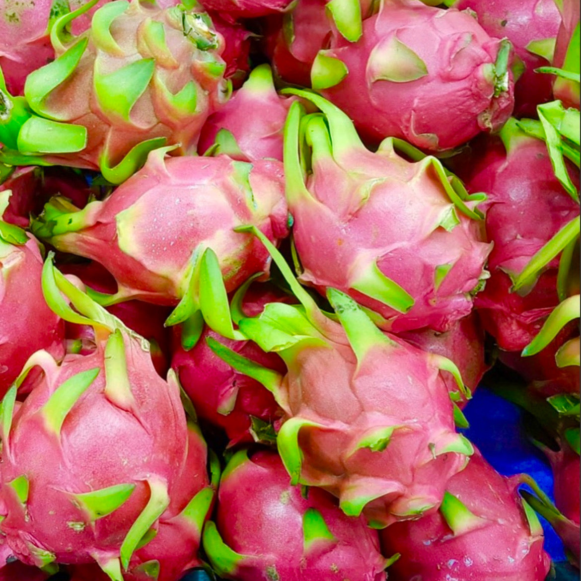 Dragon Fruit Cuttings 6” | Hylocereus spp. Exotic Tropical Fruit Purple & White Flesh (5 Pack)