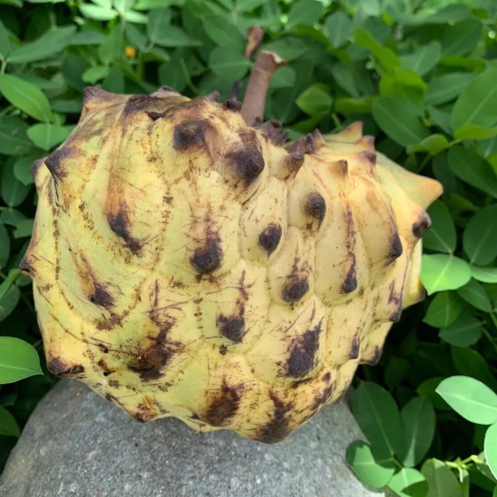 5 Germinated Rollinia mucosa Seeds | Biribá Anón Wild Sugar-Apple Seeds in Germination