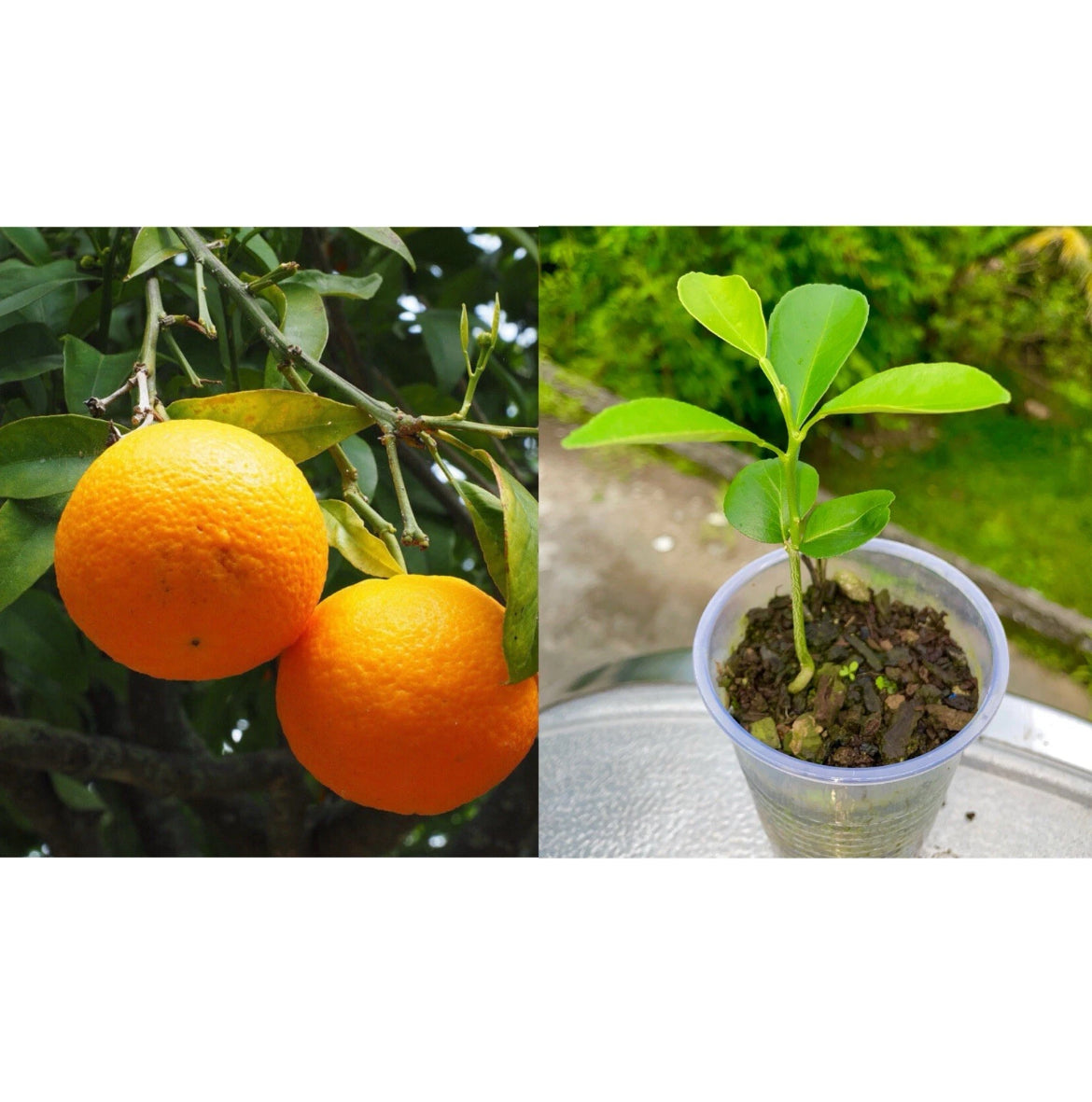 Sweet Orange Tree (Citrus × sinensis) • Live Plant • 7-8 Inches Tall • ‘China / Naranja Dulce’ Variety”