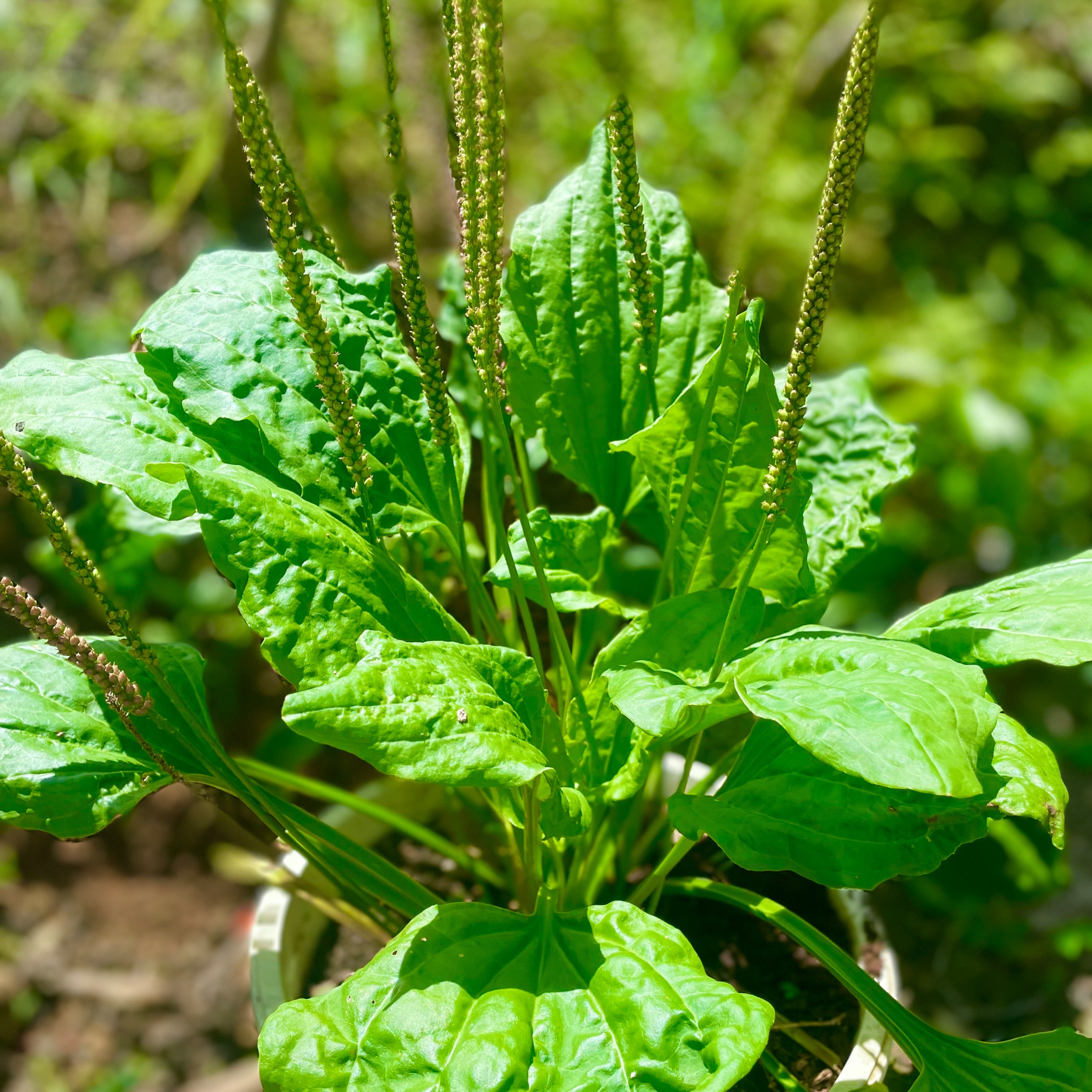 500 Plantago major Seeds – Medicinal Perennial Plant, Easy to Grow, Herbal Garden Friendly Llanten