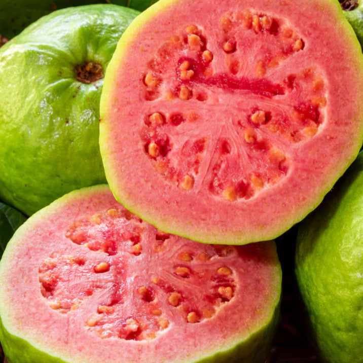 500 Yellow Guava Seeds with Pink Flesh (Psidium guajava) – Tropical Puerto Rican Variety