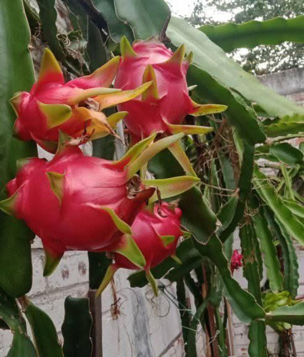 Dragon Fruit Cuttings 6” | Hylocereus spp. Exotic Tropical Fruit Purple & White Flesh (5 Pack)