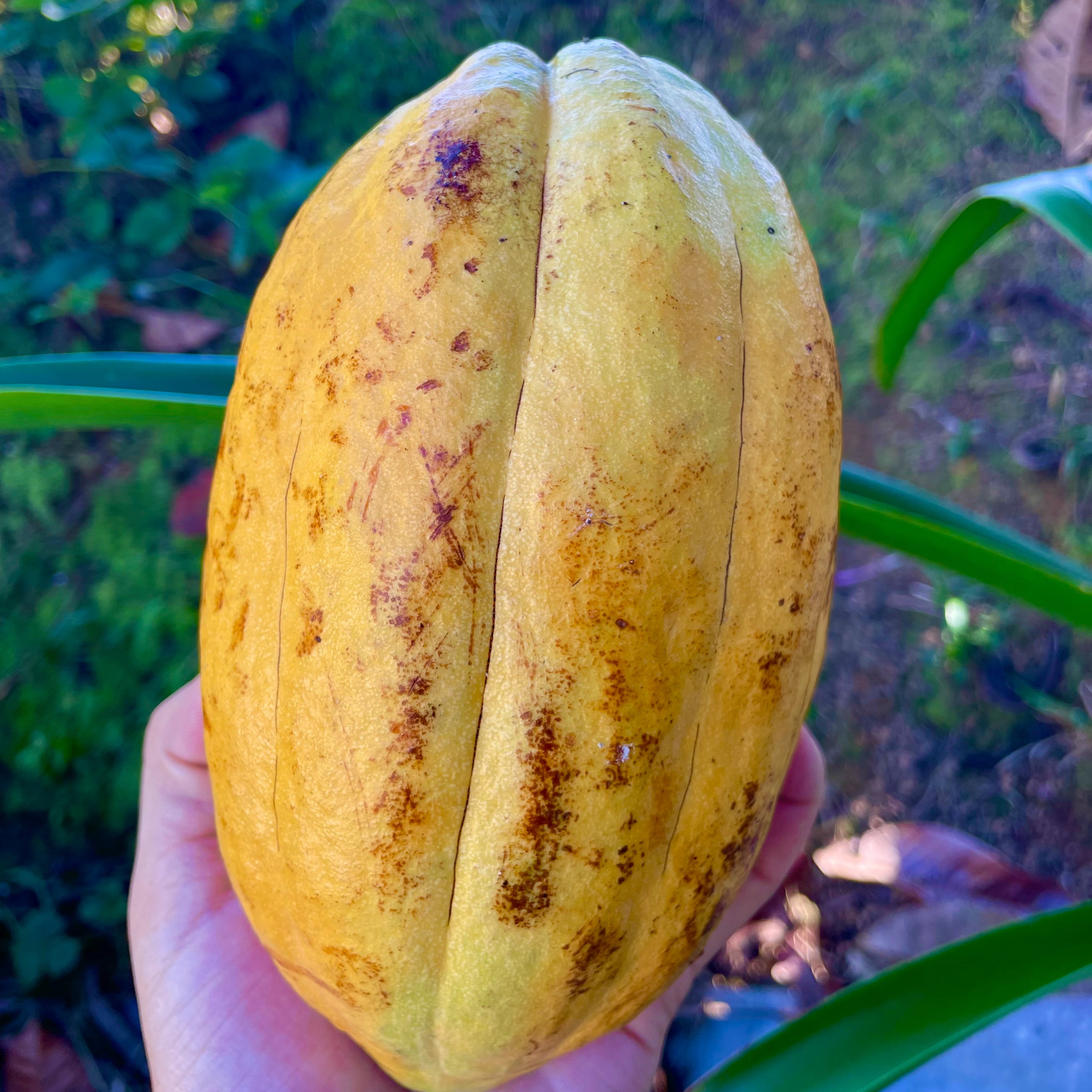 Yellow Forastero Cacao Tree Seedling 7–9 Inches – Theobroma cacao Live Tropical Chocolate Plant