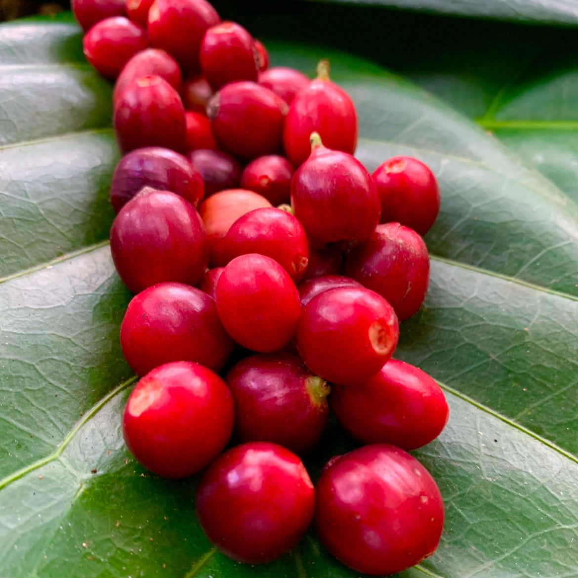 Arabica Coffee Limaní Seedling 7–9 Inches – Coffea arabica Live Plant High-Quality Puerto Rican Coffee