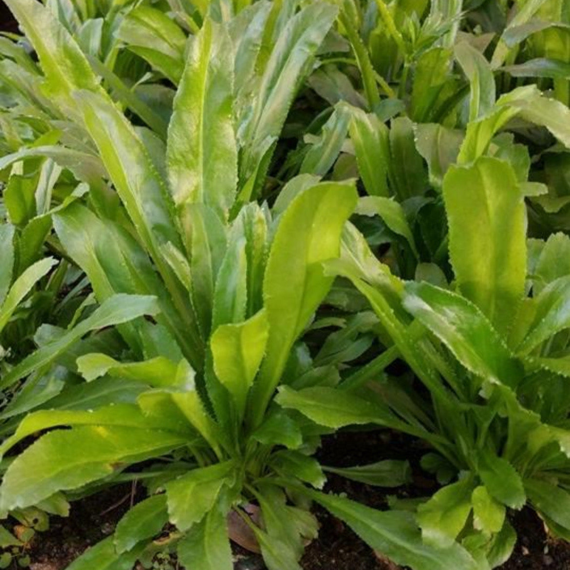 1000 Coriander Recao / Culantro Seeds – Eryngium foetidum, Puerto Rican Tropical Herb for Cooking & Medicine