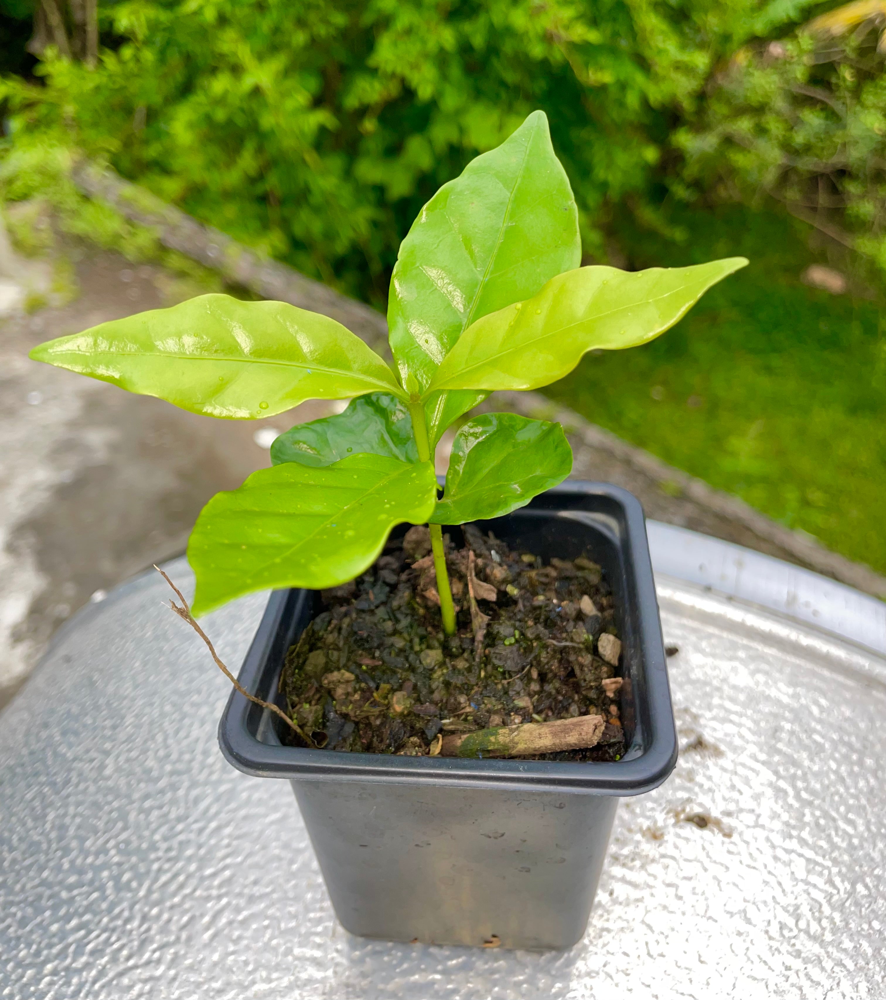 Arabica Coffee Limaní Seedling 7–9 Inches – Coffea arabica Live Plant High-Quality Puerto Rican Coffee