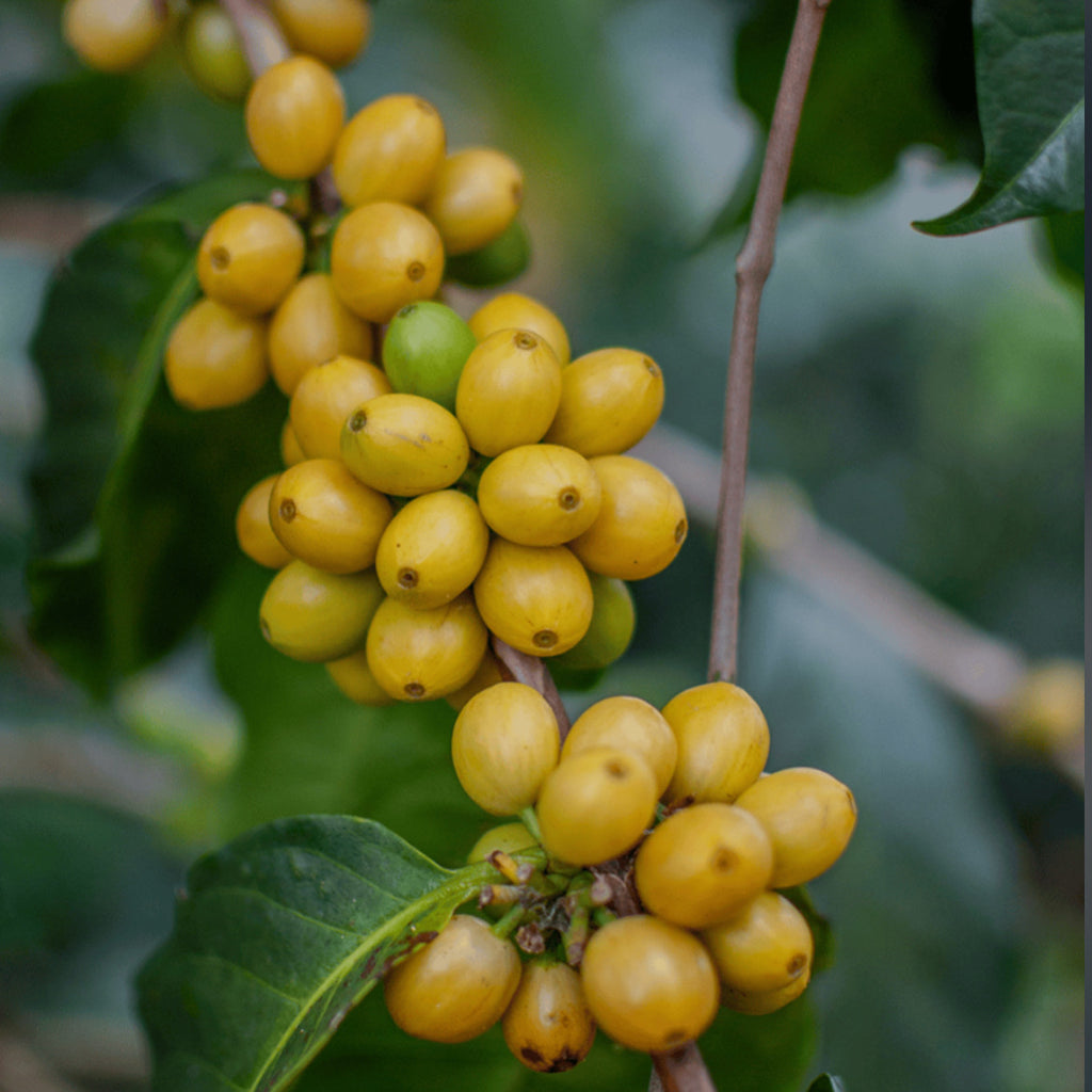 15 Yellow Arabica Coffee Seeds | Coffea arabica Amarillo | Germination Ready