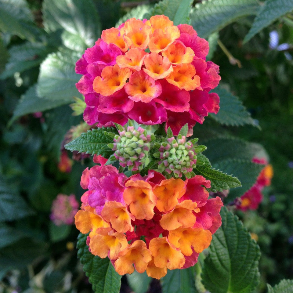 40 Lantana camara Seeds – Carraquillo, Vibrant Tropical Flower & Traditional Medicinal Plant