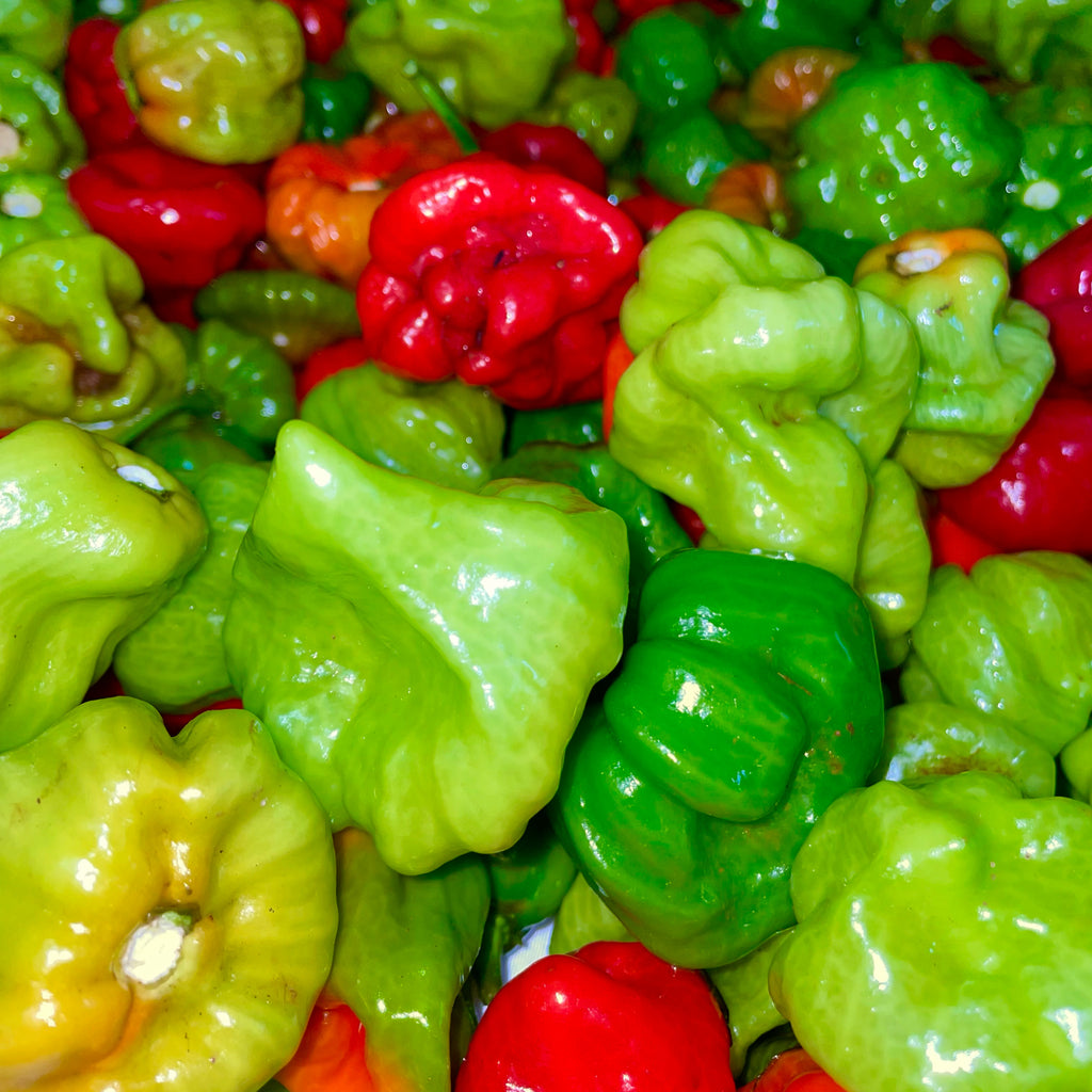 500 Sweet Puerto Rican Ají Dulce Seeds | Capsicum chinense | Traditional Caribbean Flavor