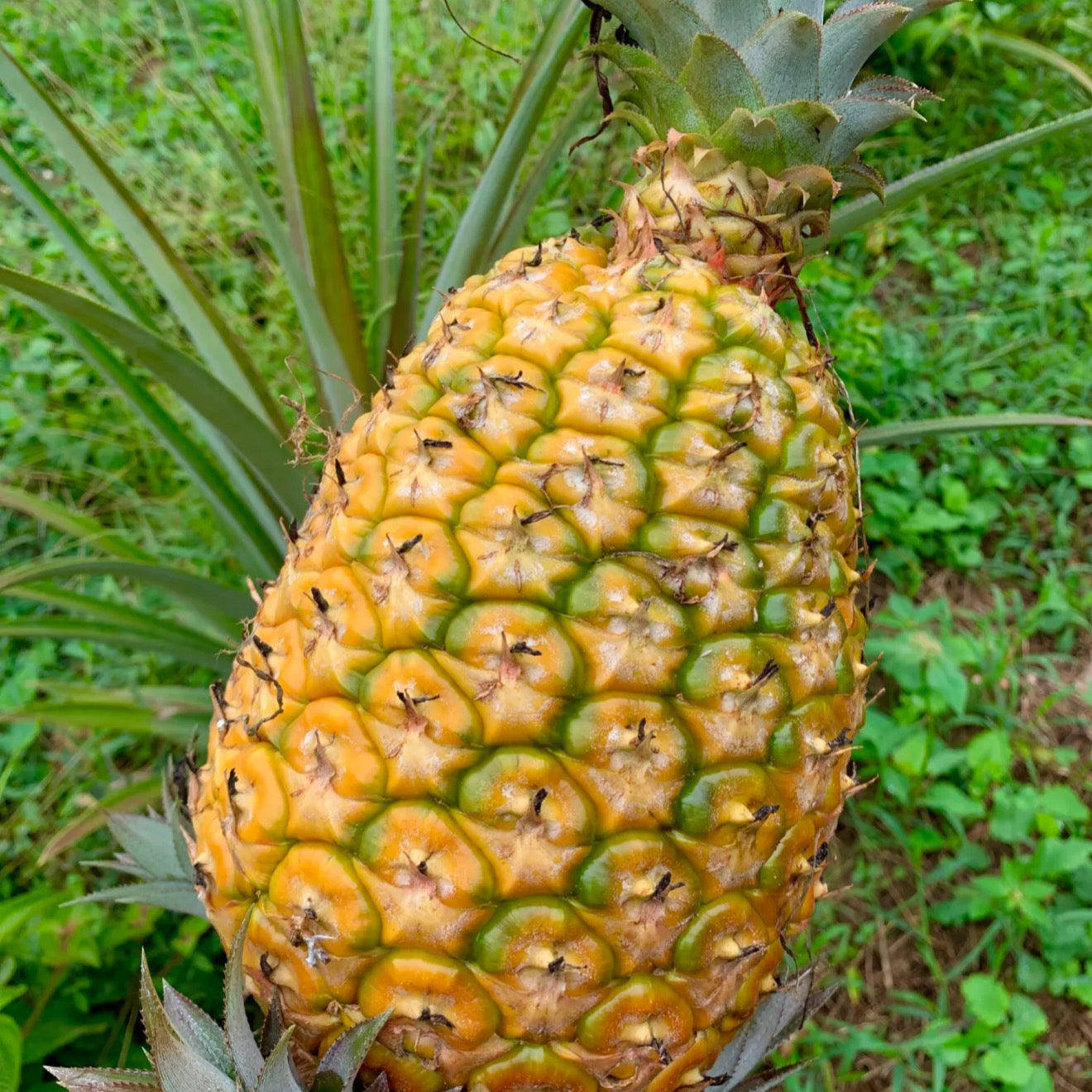 3 Live Cayenne Comosus Pineapple Suckers – Rare Puerto Rico Variety with Spiny Crown