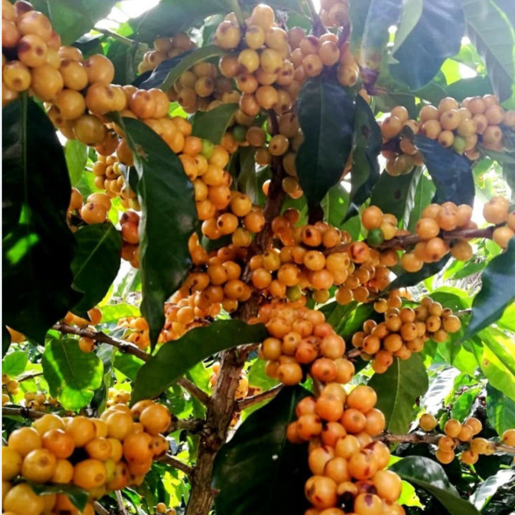 15 Yellow Arabica Coffee Seeds | Coffea arabica Amarillo | Germination Ready