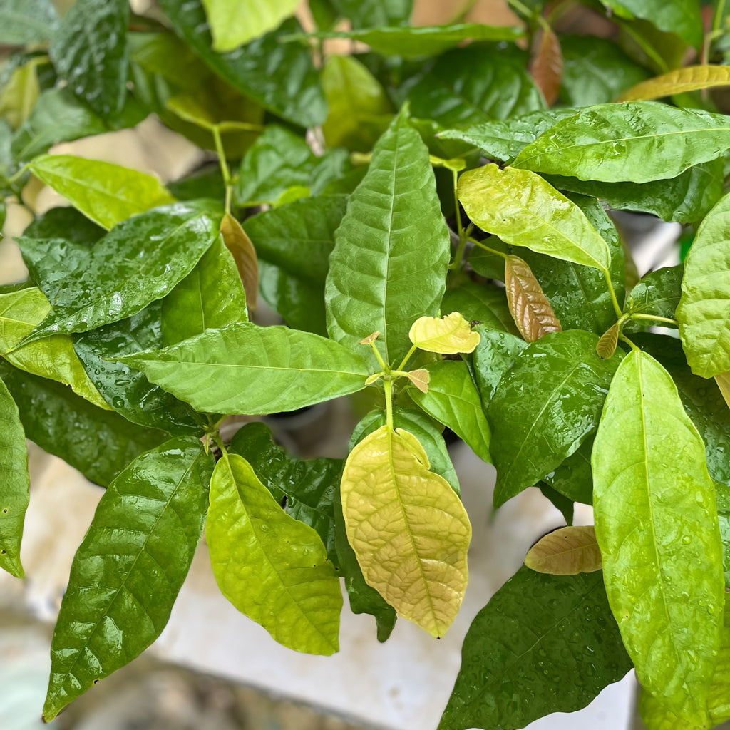 Yellow Forastero Cacao Tree Seedling 7–9 Inches – Theobroma cacao Live Tropical Chocolate Plant