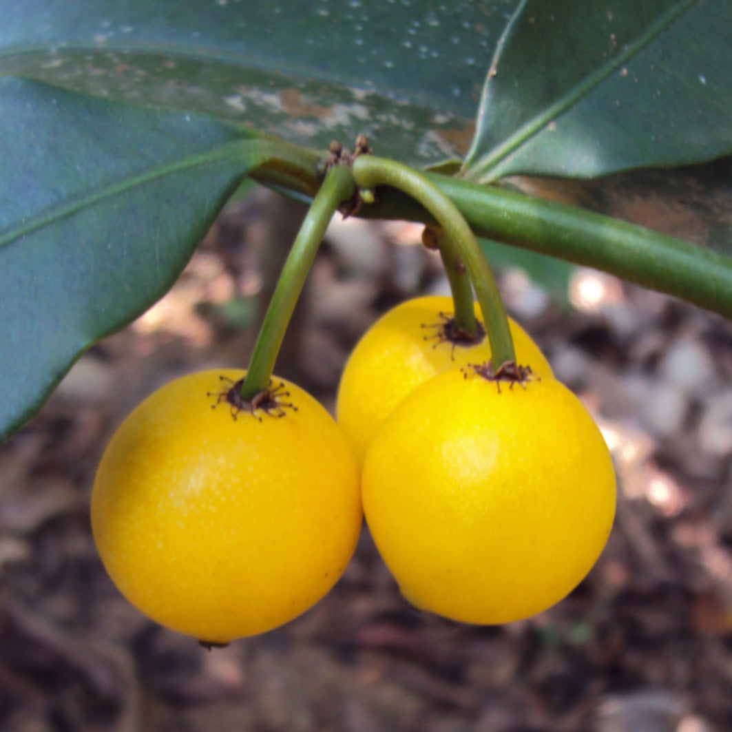 Garcinia Intermedia Live Plant 4–5 Inches | Rare Tropical Fruit Tree | Lemon Drop Mangosteen