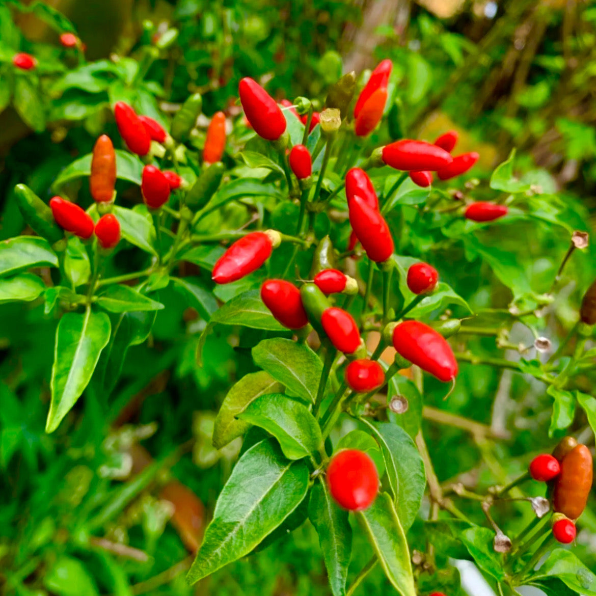 100 Eye Bird Pepper Seeds – Capsicum frutescens, Extra Hot Caribbean Chili for Sauces & Cooking