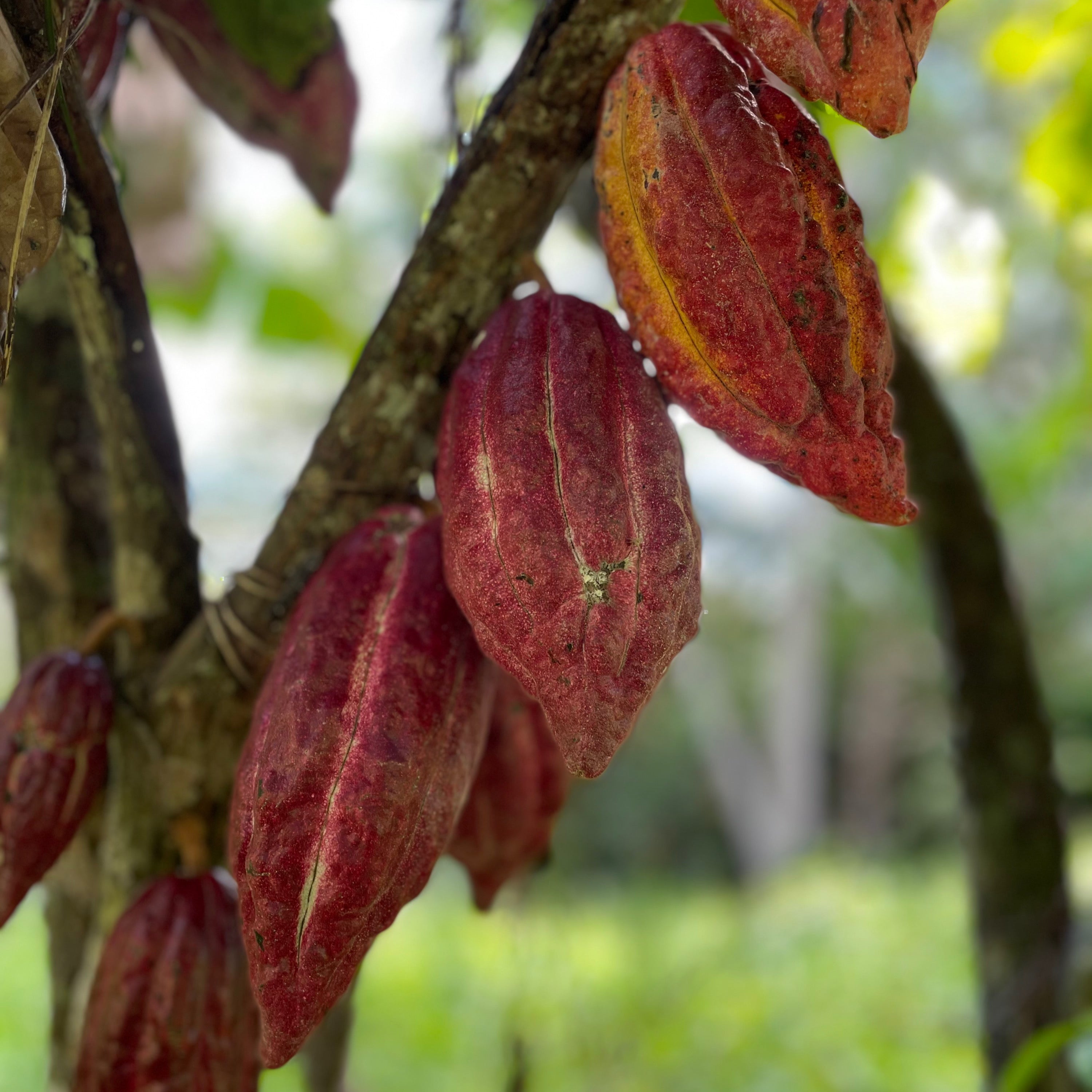 Trinitario cacao plant purple 6–8 inches | Theobroma cacao young tree for chocolate production