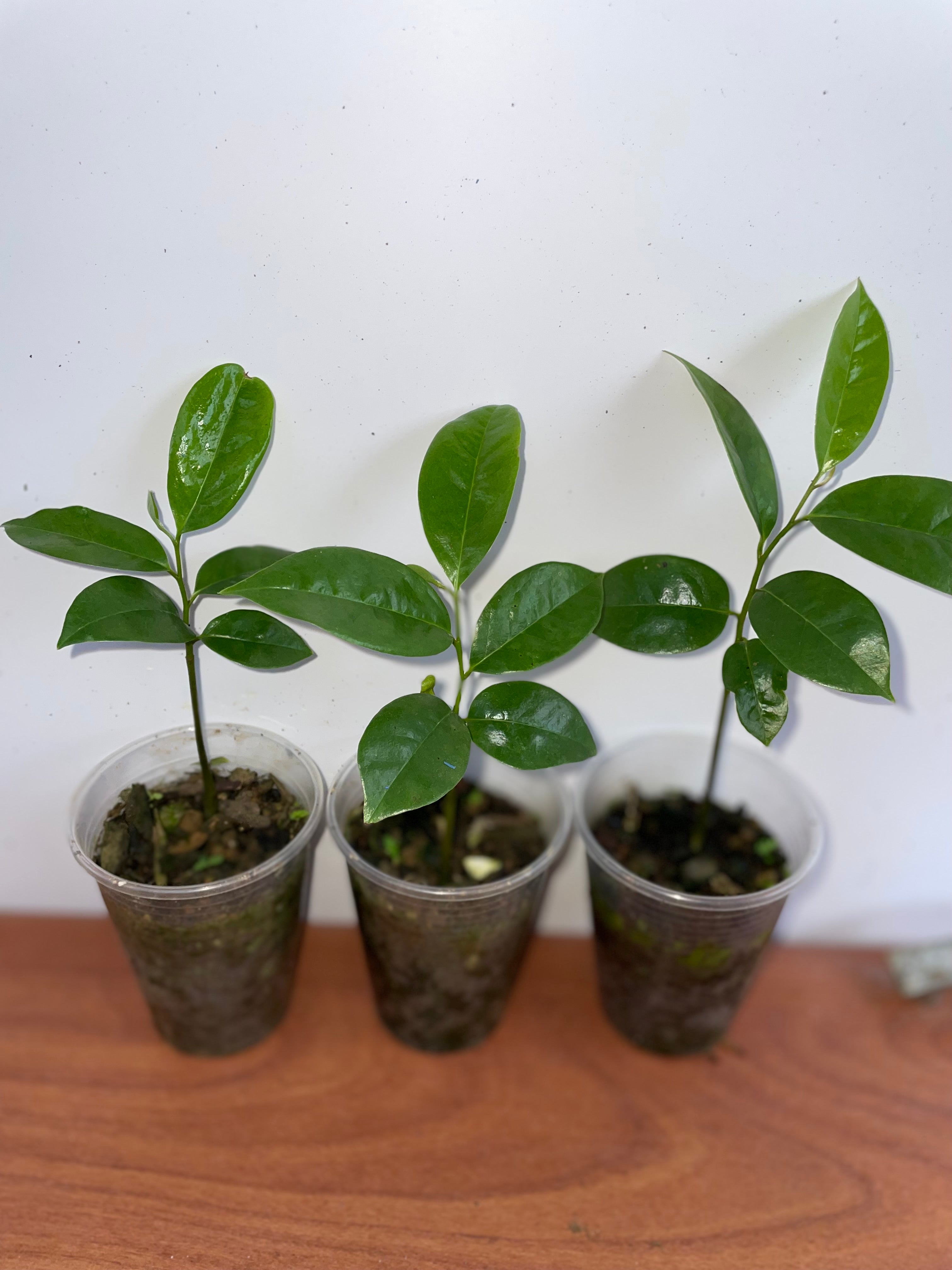 Soursop Tree Live Plant (Annona muricata) • 6–7 Inches Tall • Rare Tropical Fruit Tree for Home Garden