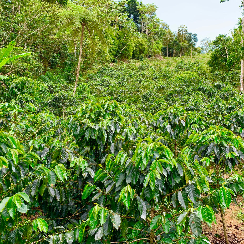 15 Yellow Arabica Coffee Seeds | Coffea arabica Amarillo | Germination Ready