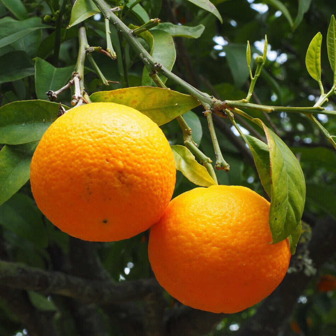 Sweet Orange Tree (Citrus × sinensis) • Live Plant • 7-8 Inches Tall • ‘China / Naranja Dulce’ Variety”