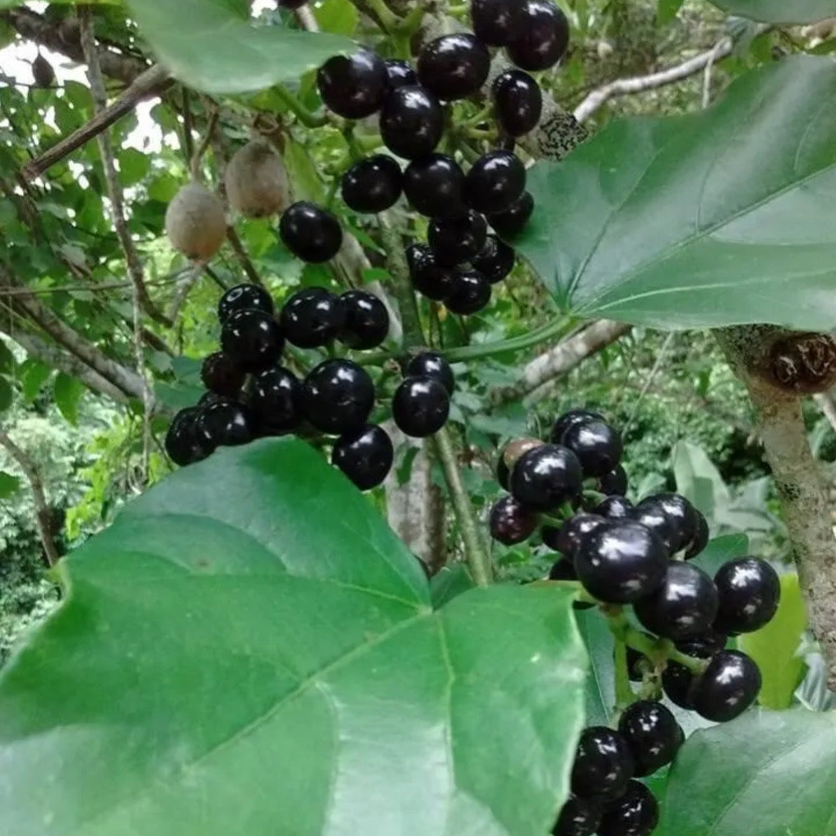 20 Cissus verticillata Seeds – Bejuco de Ubí, Medicinal Vine, Natural Remedy, Tropical Climbing Plant