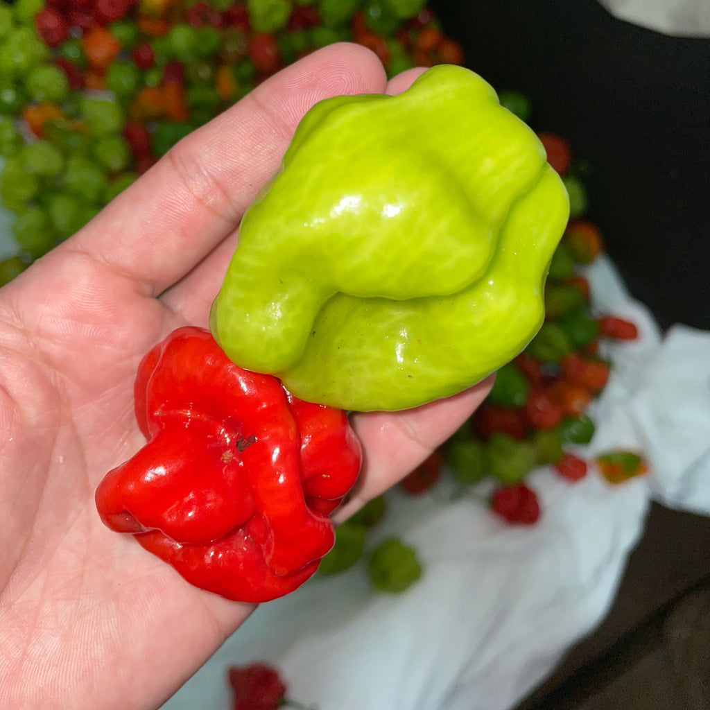 500 Sweet Puerto Rican Ají Dulce Seeds | Capsicum chinense | Traditional Caribbean Flavor