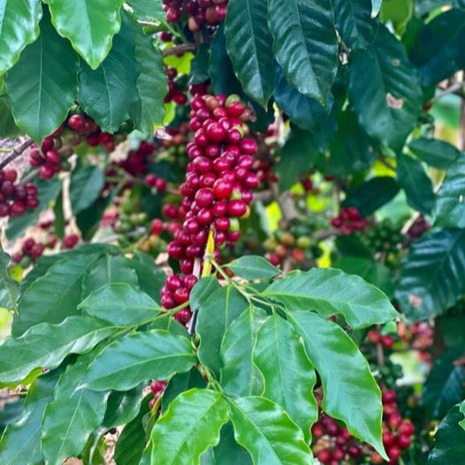 Limaní Arabica Coffee Seeds (Coffea arabica Limaní) 30 Pack | Tropical Coffee Seeds