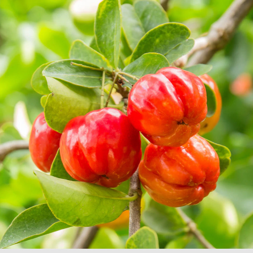 10 Germinated Malpighia emarginata Seeds | Acerola Barbados Cherry Tropical Fruit