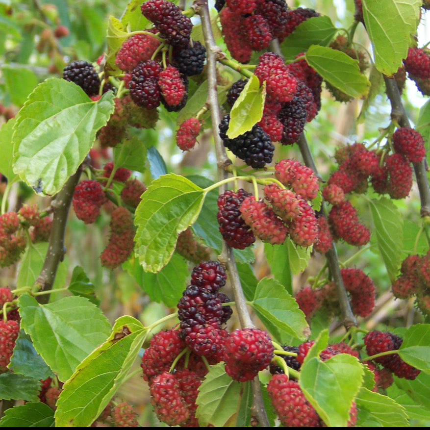 7–9 Inch Mulberry Plants – Rare Morus Tree, Exotic Fruit Seedlings for Garden Cultivation