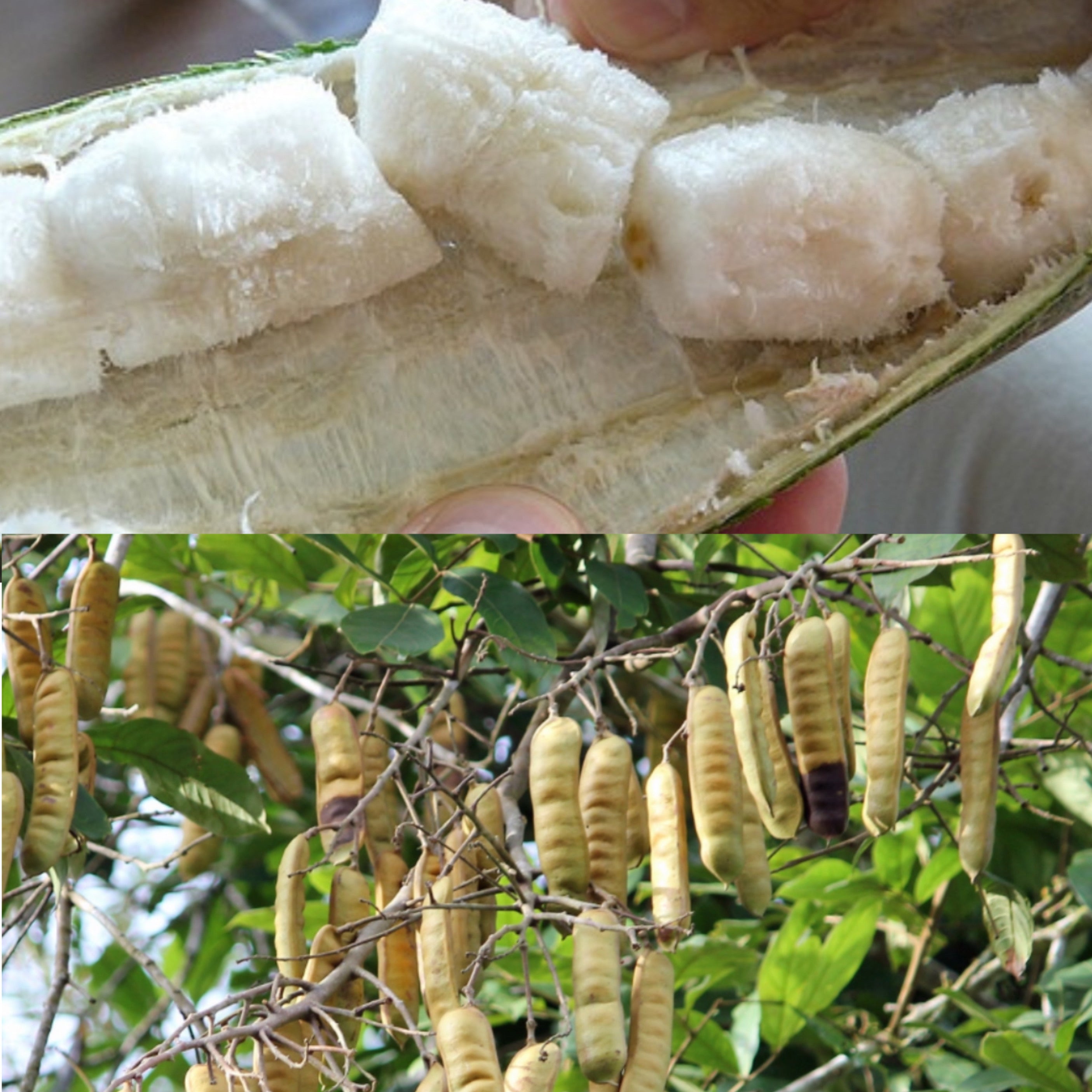 Rare Guamá (Inga fagifolia) Tropical Plant from Puerto Rico 5-7 inch Live Seedling Evergreen