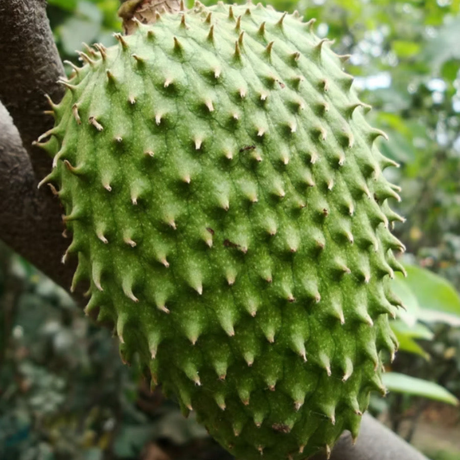 Soursop Tree Live Plant (Annona muricata) • 6–7 Inches Tall • Rare Tropical Fruit Tree for Home Garden