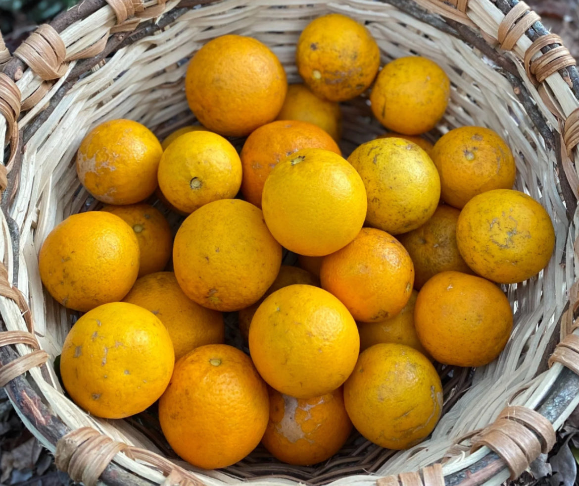 Sweet Orange Tree (Citrus × sinensis) • Live Plant • 7-8 Inches Tall • ‘China / Naranja Dulce’ Variety”